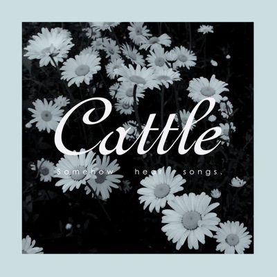 Cattle